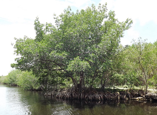 Mangroves