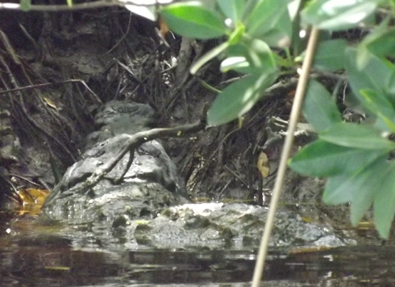 FLA Croc