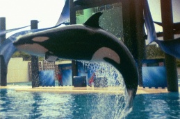 Whale jumping