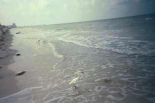 Egret on Beach