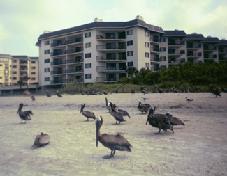 Sea Gulls in front of condo