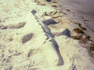 Alligator Sand Sculpture