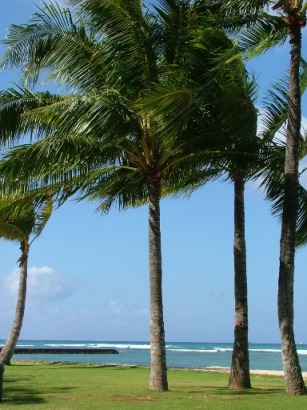 Palm trees blowing in wind