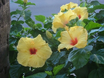 Hibiscus - State Flower
