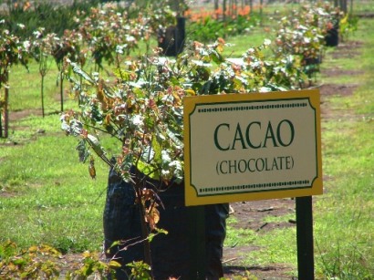picture of a chocolate plant