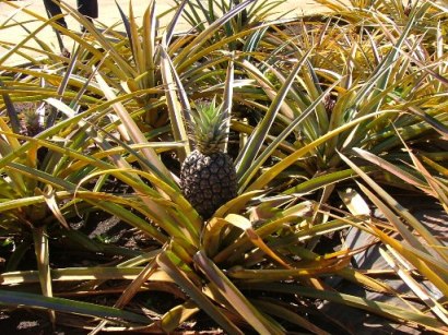 Pineapple in natural habitat
