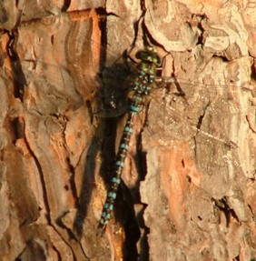 close up picture of a dragon fly
