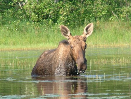 moose cow eating