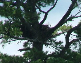 Bald Eagle's nest in tree