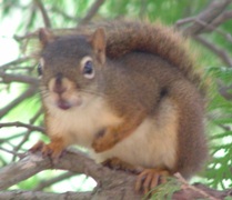Picture of red squirrel