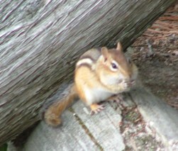 Picture of chipmunk eating