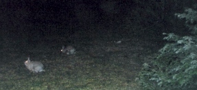 My first neighbors in Lancaster - bunnies