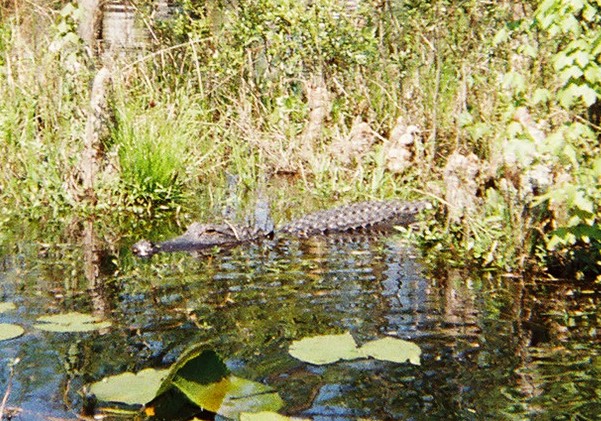 Cypress Gardens Visitor (Alligator)