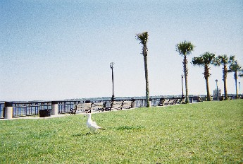 Picture of Sea Gull